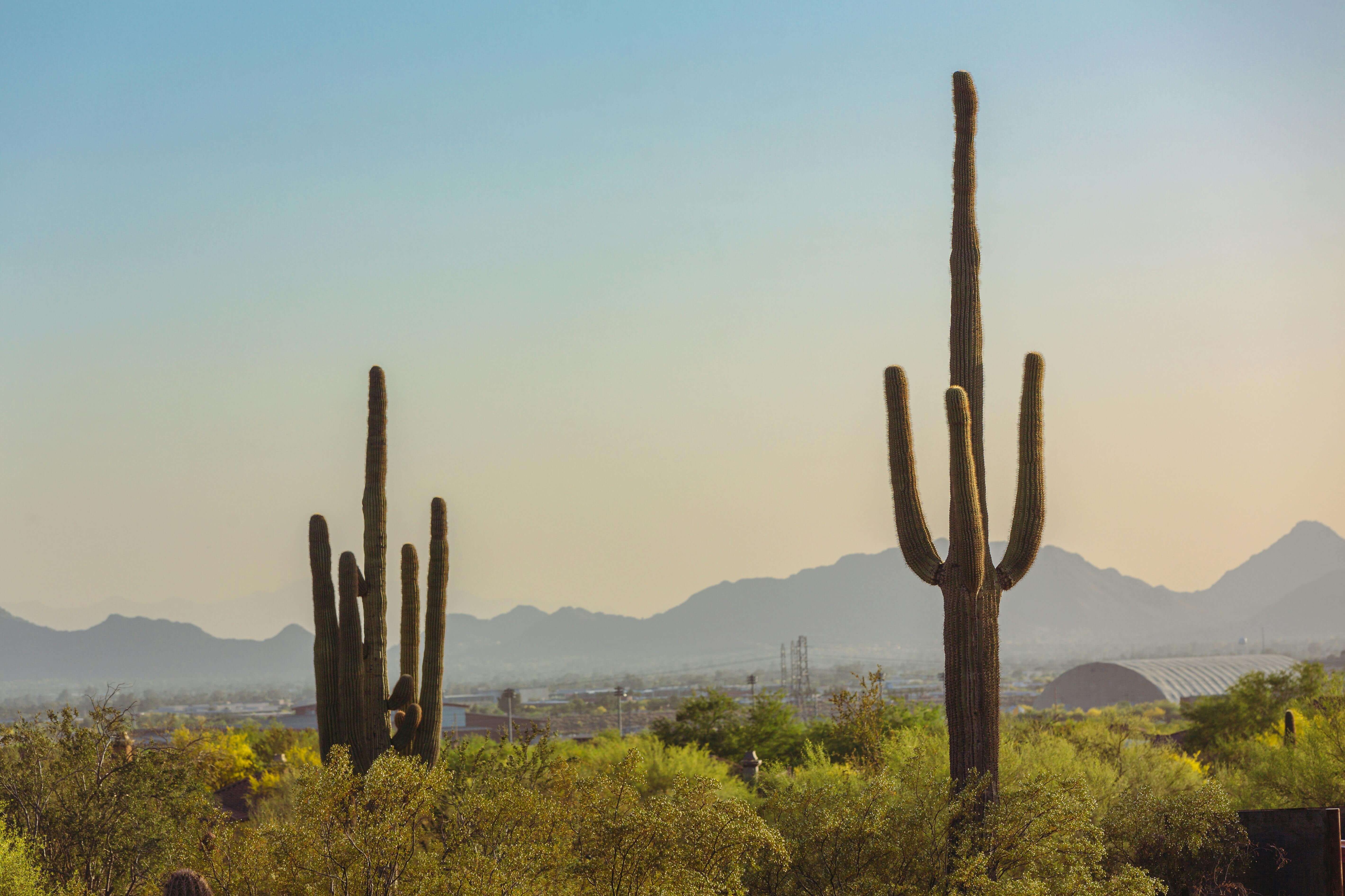 Desert background